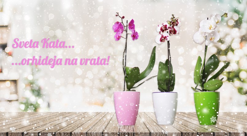 Nagradni natječaj "Sveta Kata, orhideja na vrata"